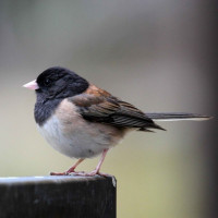 Dark-eyed Junco